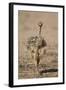 Common Ostrich (Struthio Camelus) Chick-James Hager-Framed Photographic Print