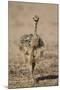 Common Ostrich (Struthio Camelus) Chick-James Hager-Mounted Photographic Print