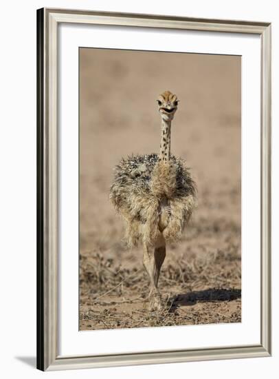 Common Ostrich (Struthio Camelus) Chick-James Hager-Framed Photographic Print