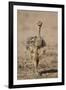 Common Ostrich (Struthio Camelus) Chick-James Hager-Framed Photographic Print