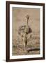 Common Ostrich (Struthio Camelus) Chick-James Hager-Framed Photographic Print