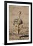 Common Ostrich (Struthio Camelus) Chick-James Hager-Framed Photographic Print