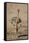 Common Ostrich (Struthio Camelus) Chick-James Hager-Framed Stretched Canvas