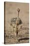 Common Ostrich (Struthio Camelus) Chick-James Hager-Stretched Canvas