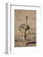 Common Ostrich (Struthio Camelus) Chick-James Hager-Framed Photographic Print