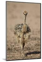 Common Ostrich (Struthio Camelus) Chick-James Hager-Mounted Photographic Print