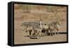 Common Ostrich (Struthio Camelus) Chicks-James Hager-Framed Stretched Canvas