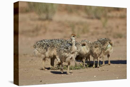 Common Ostrich (Struthio Camelus) Chicks-James Hager-Stretched Canvas