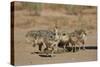 Common Ostrich (Struthio Camelus) Chicks-James Hager-Stretched Canvas