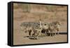 Common Ostrich (Struthio Camelus) Chicks-James Hager-Framed Stretched Canvas