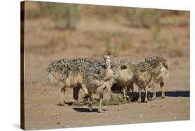 Common Ostrich (Struthio Camelus) Chicks-James Hager-Stretched Canvas