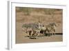 Common Ostrich (Struthio Camelus) Chicks-James Hager-Framed Photographic Print