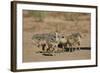 Common Ostrich (Struthio Camelus) Chicks-James Hager-Framed Photographic Print