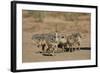 Common Ostrich (Struthio Camelus) Chicks-James Hager-Framed Photographic Print