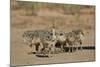 Common Ostrich (Struthio Camelus) Chicks-James Hager-Mounted Photographic Print