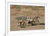 Common Ostrich (Struthio Camelus) Chicks-James Hager-Framed Photographic Print