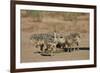 Common Ostrich (Struthio Camelus) Chicks-James Hager-Framed Photographic Print