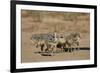 Common Ostrich (Struthio Camelus) Chicks-James Hager-Framed Photographic Print