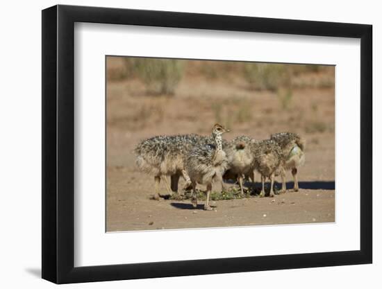 Common Ostrich (Struthio Camelus) Chicks-James Hager-Framed Photographic Print