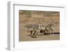 Common Ostrich (Struthio Camelus) Chicks-James Hager-Framed Photographic Print