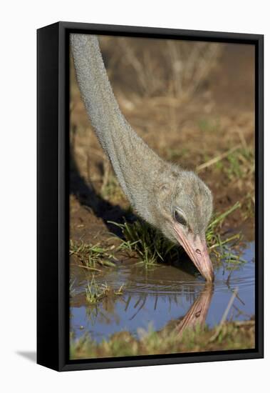 Common Ostrich (Struthio Camelus) Drinking-James Hager-Framed Stretched Canvas