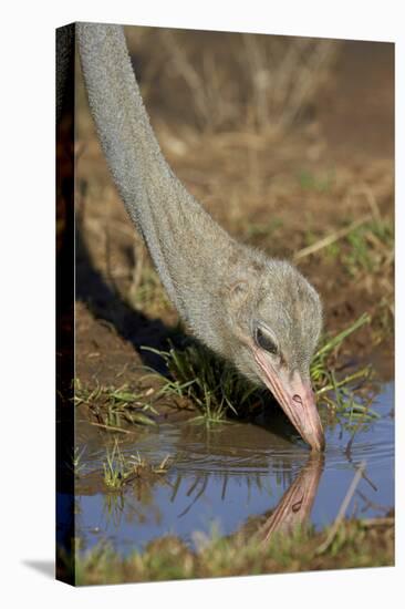 Common Ostrich (Struthio Camelus) Drinking-James Hager-Stretched Canvas