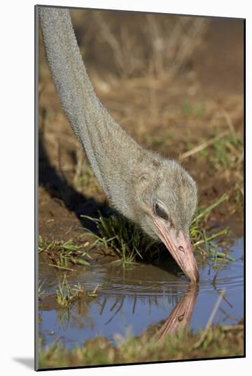 Common Ostrich (Struthio Camelus) Drinking-James Hager-Mounted Photographic Print