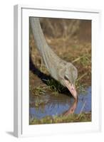 Common Ostrich (Struthio Camelus) Drinking-James Hager-Framed Photographic Print