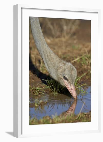 Common Ostrich (Struthio Camelus) Drinking-James Hager-Framed Photographic Print