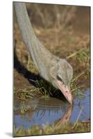 Common Ostrich (Struthio Camelus) Drinking-James Hager-Mounted Photographic Print