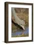 Common Ostrich (Struthio Camelus) Drinking-James Hager-Framed Photographic Print