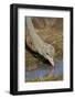 Common Ostrich (Struthio Camelus) Drinking-James Hager-Framed Photographic Print