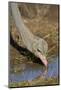 Common Ostrich (Struthio Camelus) Drinking-James Hager-Mounted Photographic Print