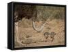 Common Ostrich (Struthio Camelus) Female with Two Chicks-James Hager-Framed Stretched Canvas