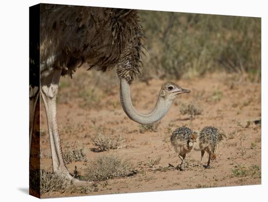 Common Ostrich (Struthio Camelus) Female with Two Chicks-James Hager-Stretched Canvas