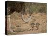 Common Ostrich (Struthio Camelus) Female with Two Chicks-James Hager-Stretched Canvas