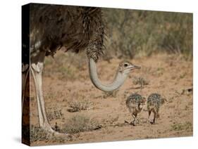 Common Ostrich (Struthio Camelus) Female with Two Chicks-James Hager-Stretched Canvas