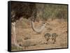 Common Ostrich (Struthio Camelus) Female with Two Chicks-James Hager-Framed Stretched Canvas