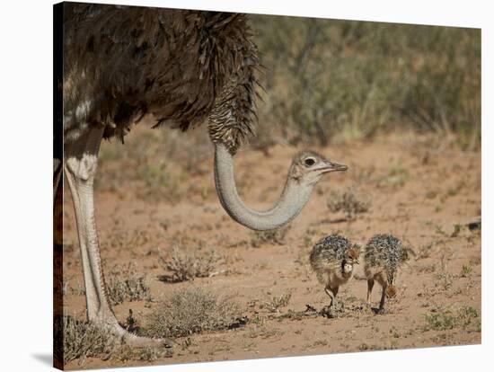 Common Ostrich (Struthio Camelus) Female with Two Chicks-James Hager-Stretched Canvas