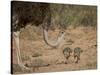 Common Ostrich (Struthio Camelus) Female with Two Chicks-James Hager-Stretched Canvas