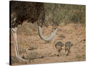 Common Ostrich (Struthio Camelus) Female with Two Chicks-James Hager-Stretched Canvas