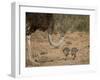 Common Ostrich (Struthio Camelus) Female with Two Chicks-James Hager-Framed Photographic Print