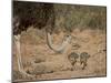 Common Ostrich (Struthio Camelus) Female with Two Chicks-James Hager-Mounted Photographic Print