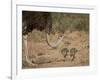 Common Ostrich (Struthio Camelus) Female with Two Chicks-James Hager-Framed Photographic Print