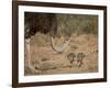 Common Ostrich (Struthio Camelus) Female with Two Chicks-James Hager-Framed Photographic Print