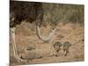 Common Ostrich (Struthio Camelus) Female with Two Chicks-James Hager-Mounted Photographic Print