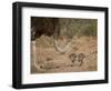 Common Ostrich (Struthio Camelus) Female with Two Chicks-James Hager-Framed Photographic Print