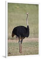 Common ostrich (Struthio camelus), male in breeding plumage, Kgalagadi Transfrontier Park, South Af-James Hager-Framed Photographic Print