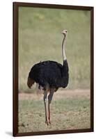 Common ostrich (Struthio camelus), male in breeding plumage, Kgalagadi Transfrontier Park, South Af-James Hager-Framed Photographic Print