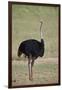 Common ostrich (Struthio camelus), male in breeding plumage, Kgalagadi Transfrontier Park, South Af-James Hager-Framed Photographic Print